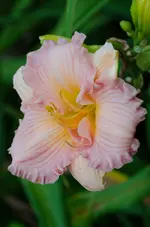 blessing.webp
