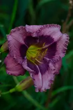 hilde1.webp