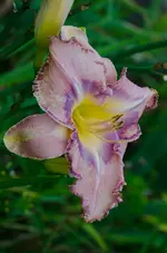 mildred mitchell.webp