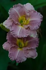 romantic rose.webp