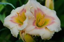 sil ethel smith.webp