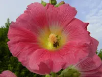 008.webp