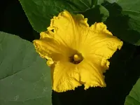 IMGP9604.webp