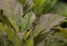 Insekt_Zikaden auf dem Gartenhibiskus2_800.webp