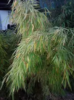IMG_20160725_212109.webp