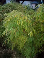 IMG_20160725_212053.webp