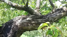 Apfel 02.jpg