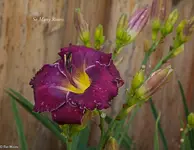 IMG_5007-2.webp