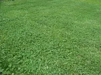 RIMG0558.JPG