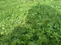 RIMG0560.JPG