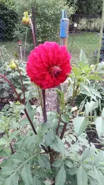 Alles 018.webp
