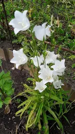 Alles 020.webp