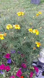 Alles 023.webp