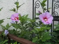 Bilda064.webp