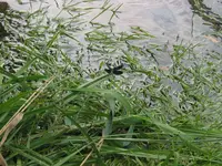 015.webp