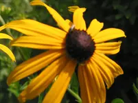 006.webp