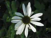 010.webp