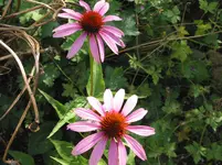 012.webp