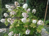 008.webp