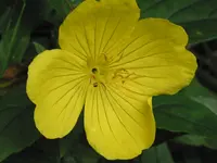 003.webp