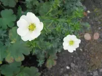 018.webp