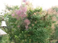 026.webp