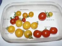P1590108_b Kopie.webp