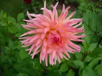 DSCI4395.webp