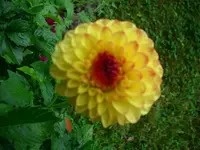 DSCI4394.webp