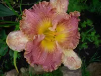 DSCI4393.webp