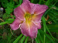 DSCI4392.webp