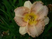 DSCI4391.webp