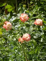 P1210890.webp