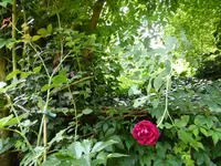 P1210911.webp