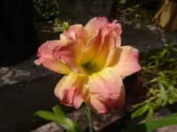 P1200720.webp