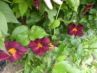 P1200511.webp