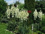 160727          Yucca Hochblüte 1.jpg