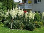 160727         Yucca Hochblüte 2.jpg