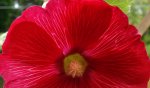 red (87).jpg