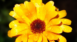 yellow (31).webp