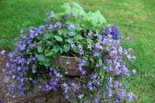 blue (81).webp