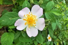 Paul`s himalayen musk.webp