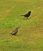 juveniler Grünspecht und junge Amsel1_800.webp