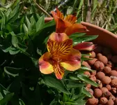 InkaBlüte.webp InkaBlüte.webp