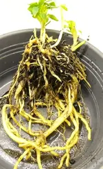 InkaRhizom.webp InkaRhizom.webp