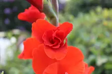 Dalie.webp
