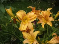 BILD5357.webp