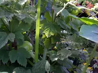 IMGP9616.webp