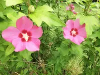 DSCI0032 (1).webp