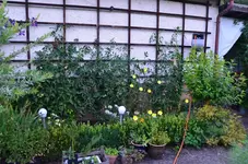 2016-07-28 Tomatenbeet.webp